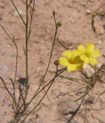 Rock Flax, Linum rupestre (6)