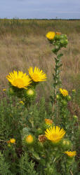 Saw-leaf Daisy, Grindelia papposa (2)