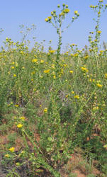 Saw-leaf Daisy, Grindelia papposa (7)