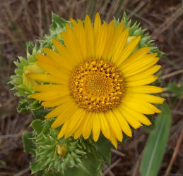 Saw-leaf Daisy, Grindelia papposa