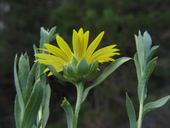 Sleepy Daisy, Xanthisma texanum (10)