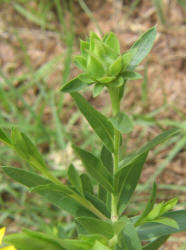 Sleepy Daisy, Xanthisma texanum (6)