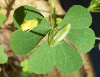 Slender Yellow Wood-Sorrel, Oxalis dillenii (1)