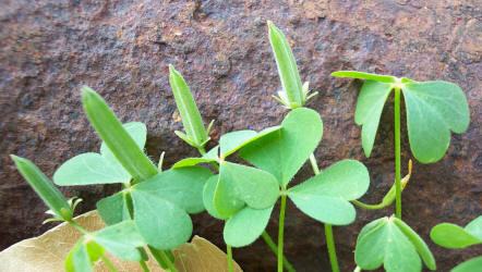 Slender Yellow Wood-Sorrel, Oxalis dillenii (3)