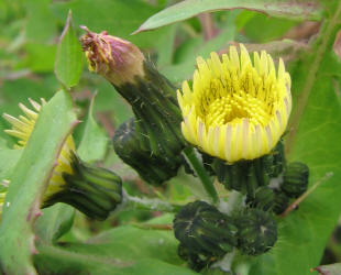 Sow Thistle, Sonchus asper (1)