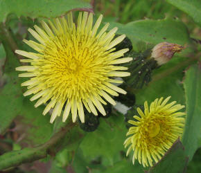 Sow Thistle, Sonchus asper (3)