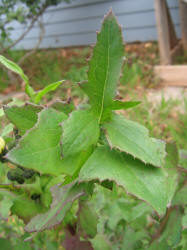 Sow Thistle, Sonchus asper (4)