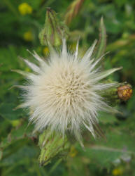 Sow Thistle, Sonchus asper (5)