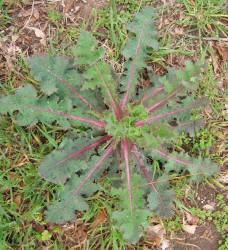 Sow Thistle, Sonchus asper (7)