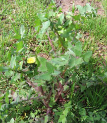 Sow Thistle, Sonchus asper