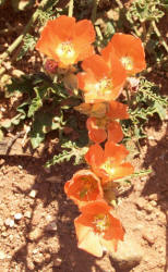 Spear Globemallow, Sphaeralcea hastulata (1)