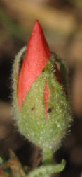 Spear Globemallow, Sphaeralcea hastulata (6)