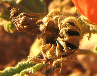 Spear Globemallow, Sphaeralcea hastulata (7)