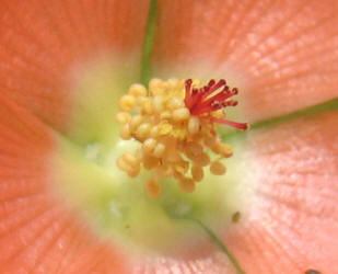 Spear Globemallow, Sphaeralcea hastulata, Ann (1)