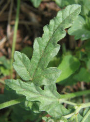 Spear Globemallow, Sphaeralcea hastulata, Ann (2)