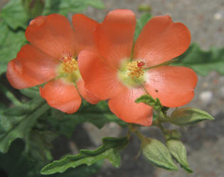 Spear Globemallow, Sphaeralcea hastulata, Ann