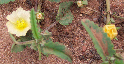 Spreading Fanpetals, Sida abutifolia (1)