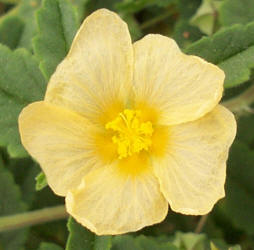 Spreading Fanpetals, Sida abutifolia (5)