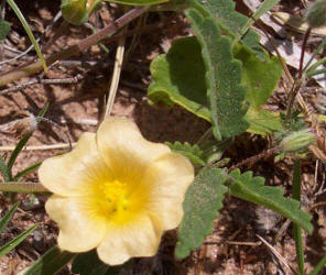 Spreading Fanpetals, Sida abutifolia