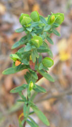 St Andrew's Cross, Hypericum hypericoides, VZ (1)