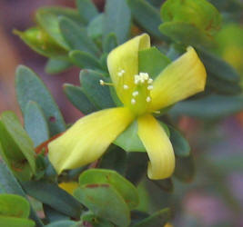 St Andrew's Cross, Hypericum hypericoides, VZ (2)