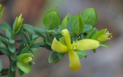 St Andrew's Cross, Hypericum hypericoides, VZ (3)