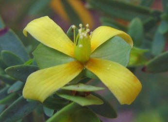 St Andrew's Cross, Hypericum hypericoides, VZ (4)