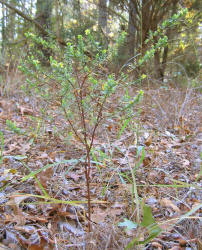 St Andrew's Cross, Hypericum hypericoides, VZ