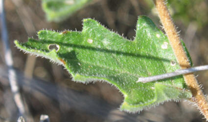 Stickleaf, Mentzelia oligosperma (3)