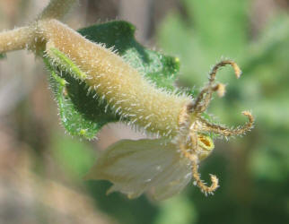 Stickleaf, Mentzelia oligosperma (4)