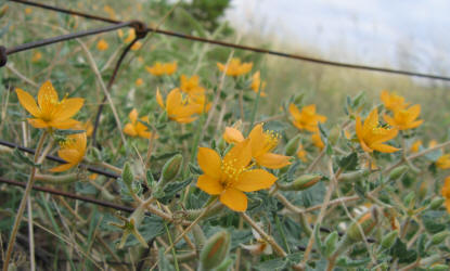 Stickleaf, Mentzelia oligosperma (6)