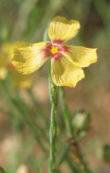 Texas Flax, Linum hudsonioides