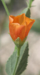 Texas Indian Mallow, Abutilon fruticosa (1)