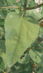 Texas Indian Mallow, Abutilon fruticosa (12)