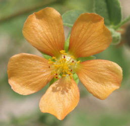 Texas Indian Mallow, Abutilon fruticosa (3)