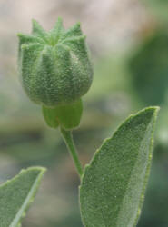 Texas Indian Mallow, Abutilon fruticosa (5)