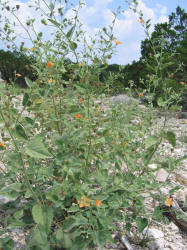 Texas Indian Mallow, Abutilon fruticosa