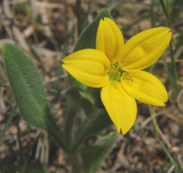 Texas Yellow Star, Lindheimera texana (2)