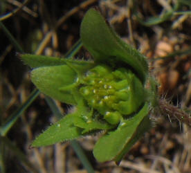 Texas Yellow Star, Lindheimera texana (3)