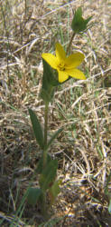 Texas Yellow Star, Lindheimera texana (4)