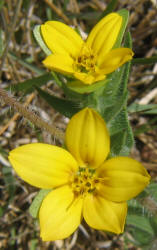 Texas Yellow Star, Lindheimera texana (5)