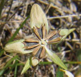 Texas Yellow Star, Lindheimera texana (6)