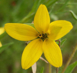 Texas Yellow Star, Lindheimera texana