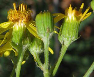 Threadleaf Ragwort, Senecio flaccidus (2)