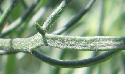 Threadleaf Ragwort, Senecio flaccidus (3)