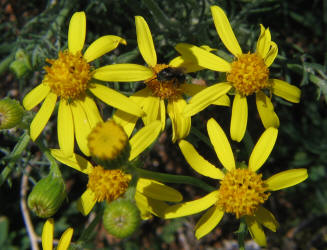 Threadleaf Ragwort, Senecio flaccidus