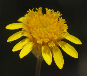 Tiny Tim, Thymophylla tenuiloba (11)