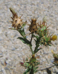 Tocalote, Centaurea melitensis (2)