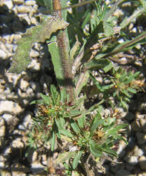 Tocalote, Centaurea melitensis (3)