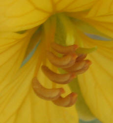 Two-leaved Senna, Cassia roemeriana (10)